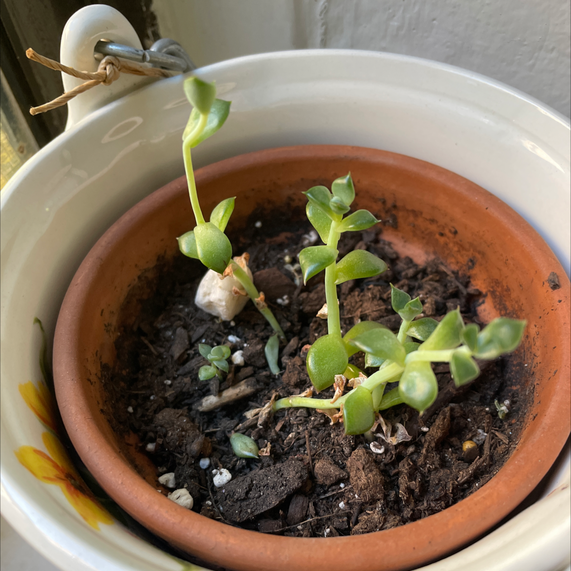 Pachyphytum hookeri plant in a small pot with visible soil and elongated stems.