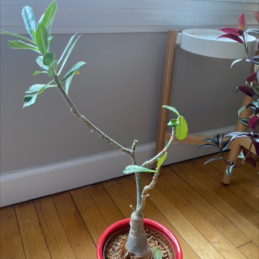 Desert Rose Plant in a red pot with green leaves, wooden floor and white wall in the background.