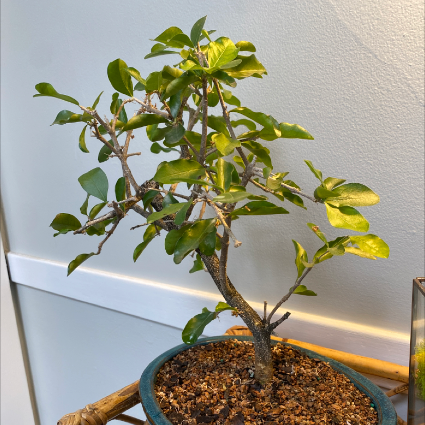 Healthy young Chinese Elm bonsai tree with vibrant green serrated leaves, potted in bonsai training pot with gravel.