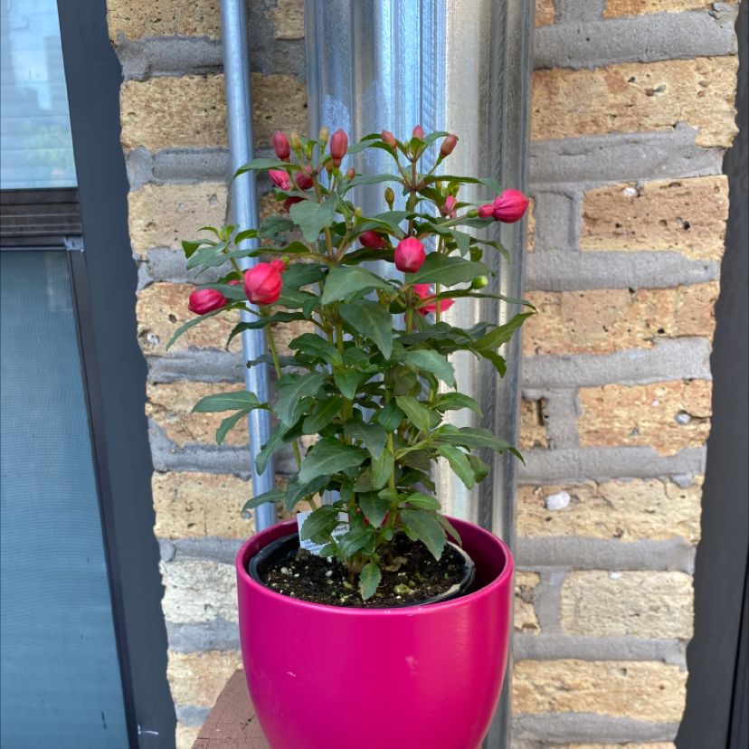 Potted Hummingbird Fuchsia plant with red flower buds against a brick wall.