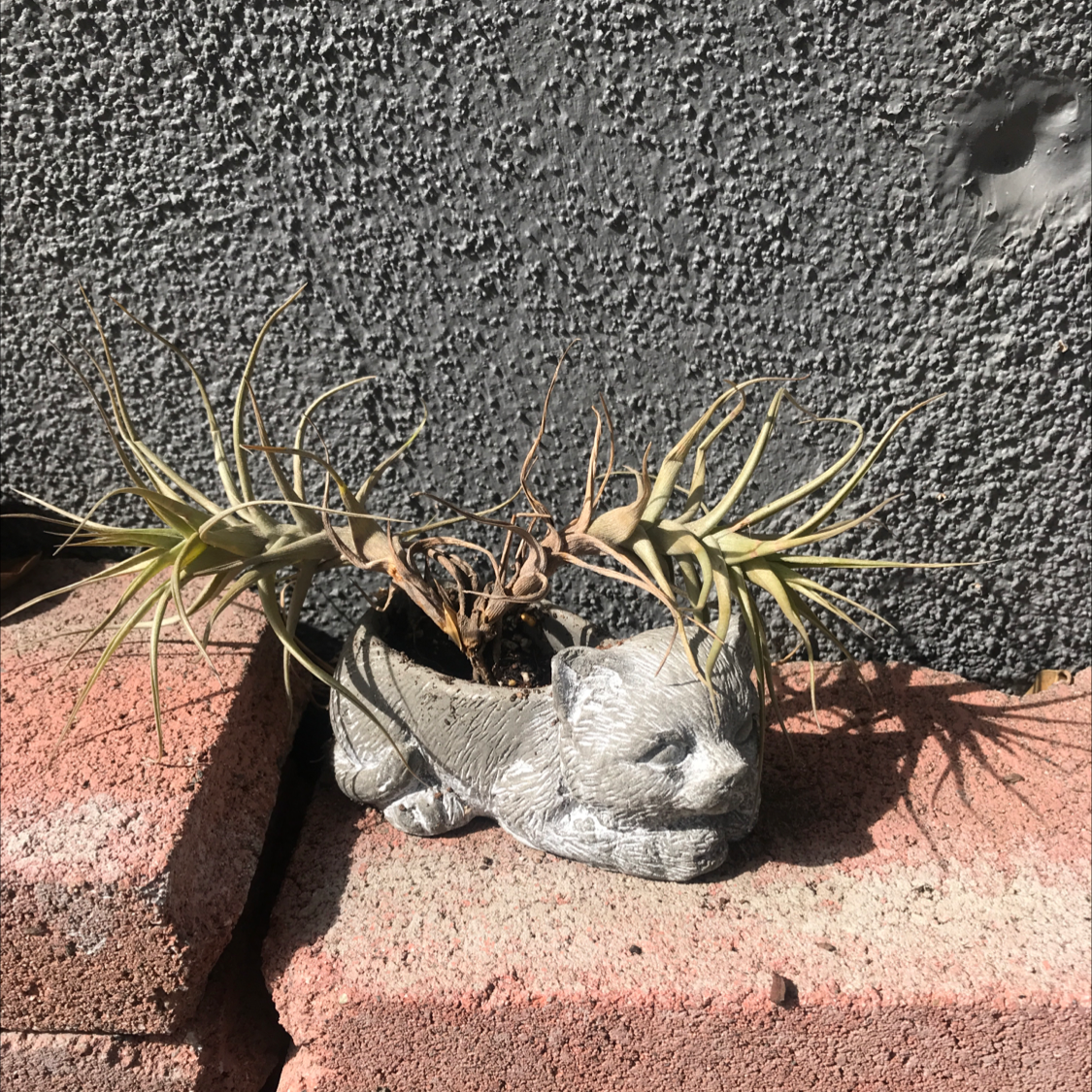 Photo of the plant species Saltgrass by Ceci named Craken on Greg, the plant care app