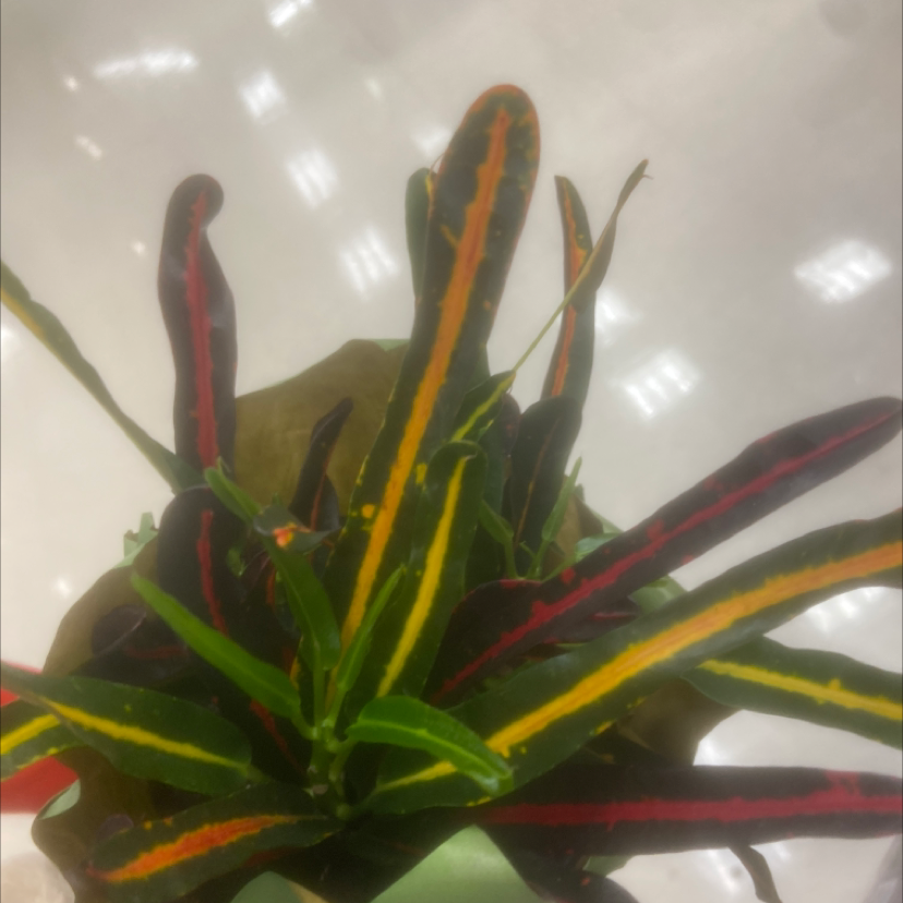 Photo of the plant species Croton Captain Kidd by Bailee named Your plant on Greg, the plant care app
