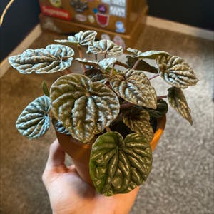 Peperomia Caperata plant photo by @grownbyGG named Luna 🌙 on Greg, the plant care app.