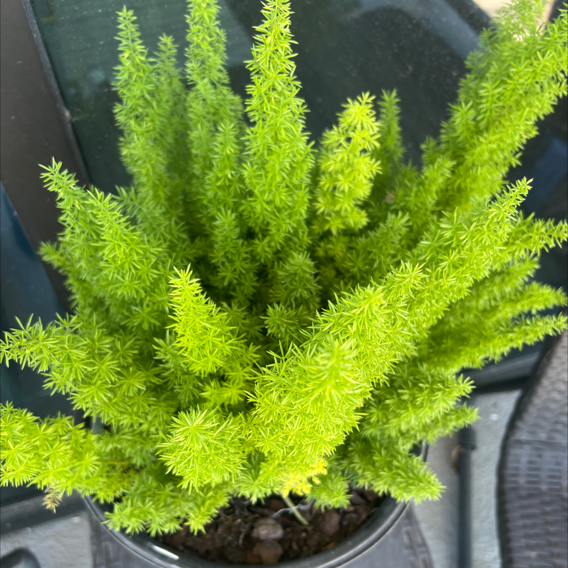 Photo of the plant species Plume Asparagus by @vsZombies named Fernie Sanders on Greg, the plant care app
