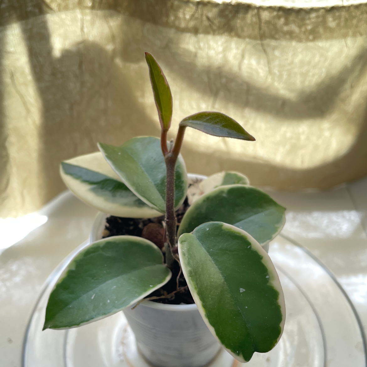 Close-up of a healthy potted wax plant with thick, glossy, oval-shaped light green leaves against a blurred background.