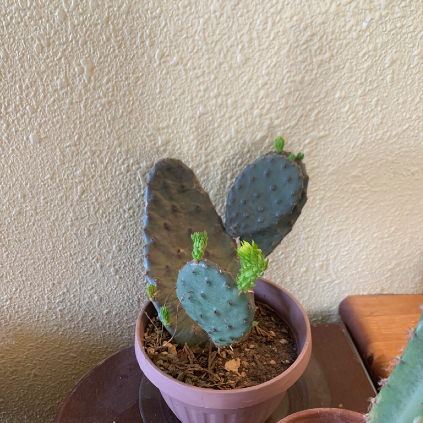 Smooth Prickly Pear plant photo by Andrea named Winston on Greg, the plant care app.