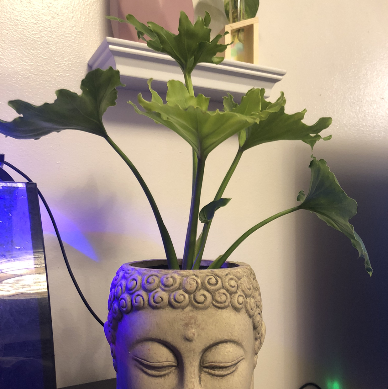 Philodendron 'Hope Selloum' in a decorative pot with vibrant green leaves.