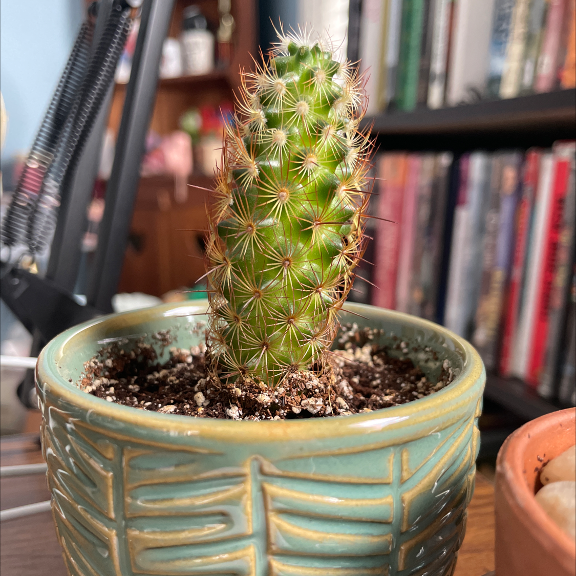 Lady Finger Cactus 'Copper King' in a small pot with visible soil, well-framed and in focus.