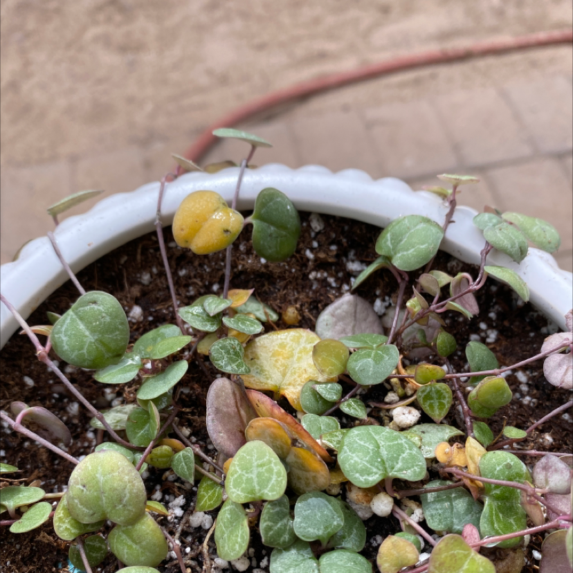Maidenhair Vine plant in a pot with some yellowing and browning leaves.