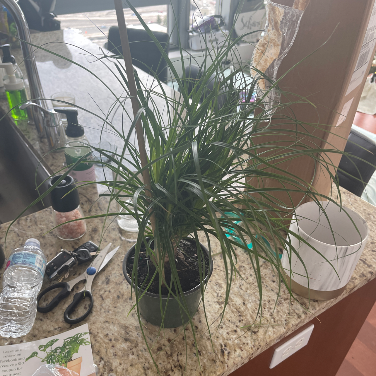 Ponytail Palm plant photo by Kass named Daphne on Greg, the plant care app.