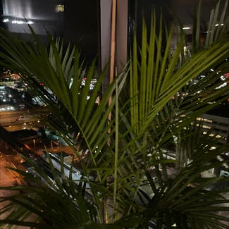 Kentia Palm plant in Bellevue, Washington
