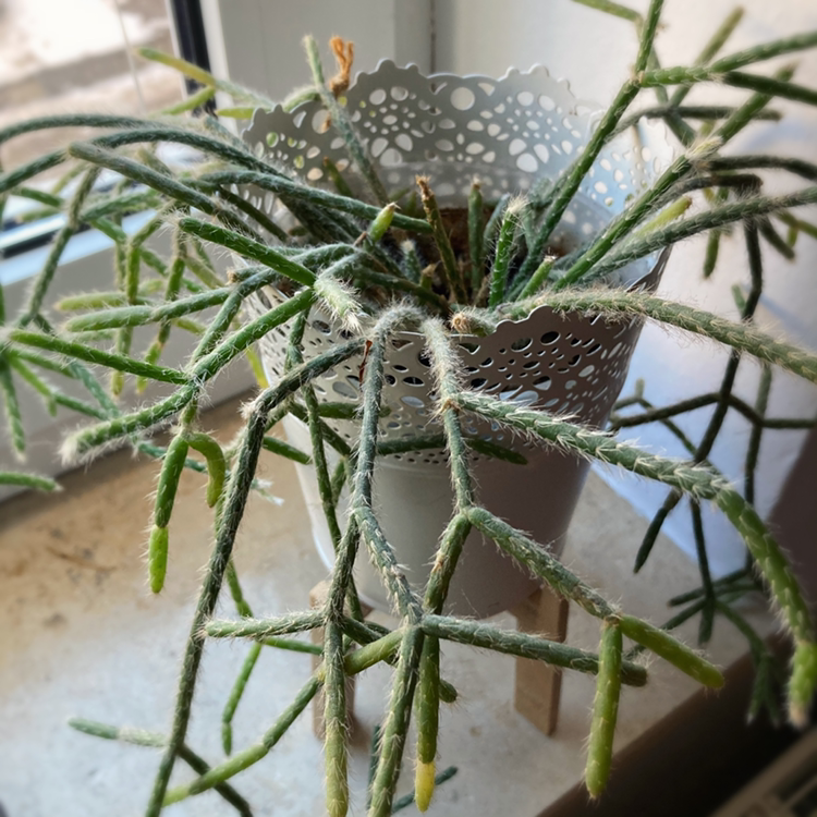 Hairy Stemmed Rhipsalis plant in a decorative pot on a windowsill.