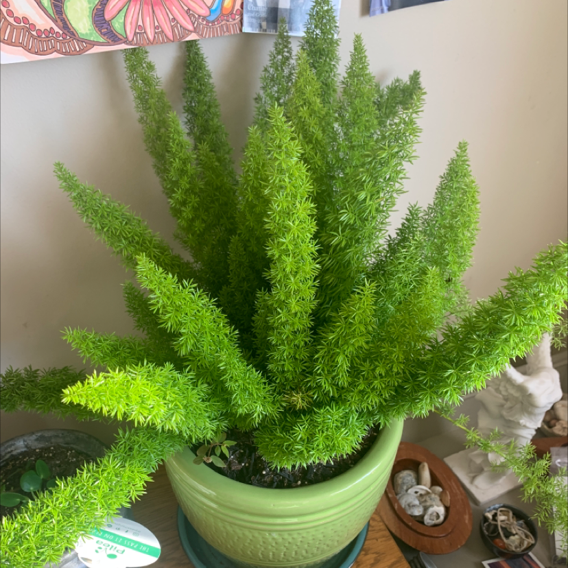 Photo of the plant species Plume Asparagus by Lisa named Todd on Greg, the plant care app