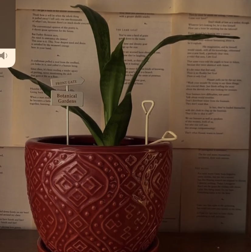 Snake Plant plant photo by @nargis named Frank on Greg, the plant care app.