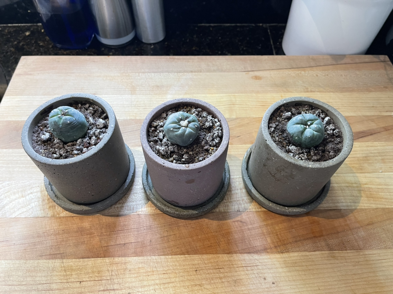 Three small Peyote cacti in separate pots on a wooden surface.