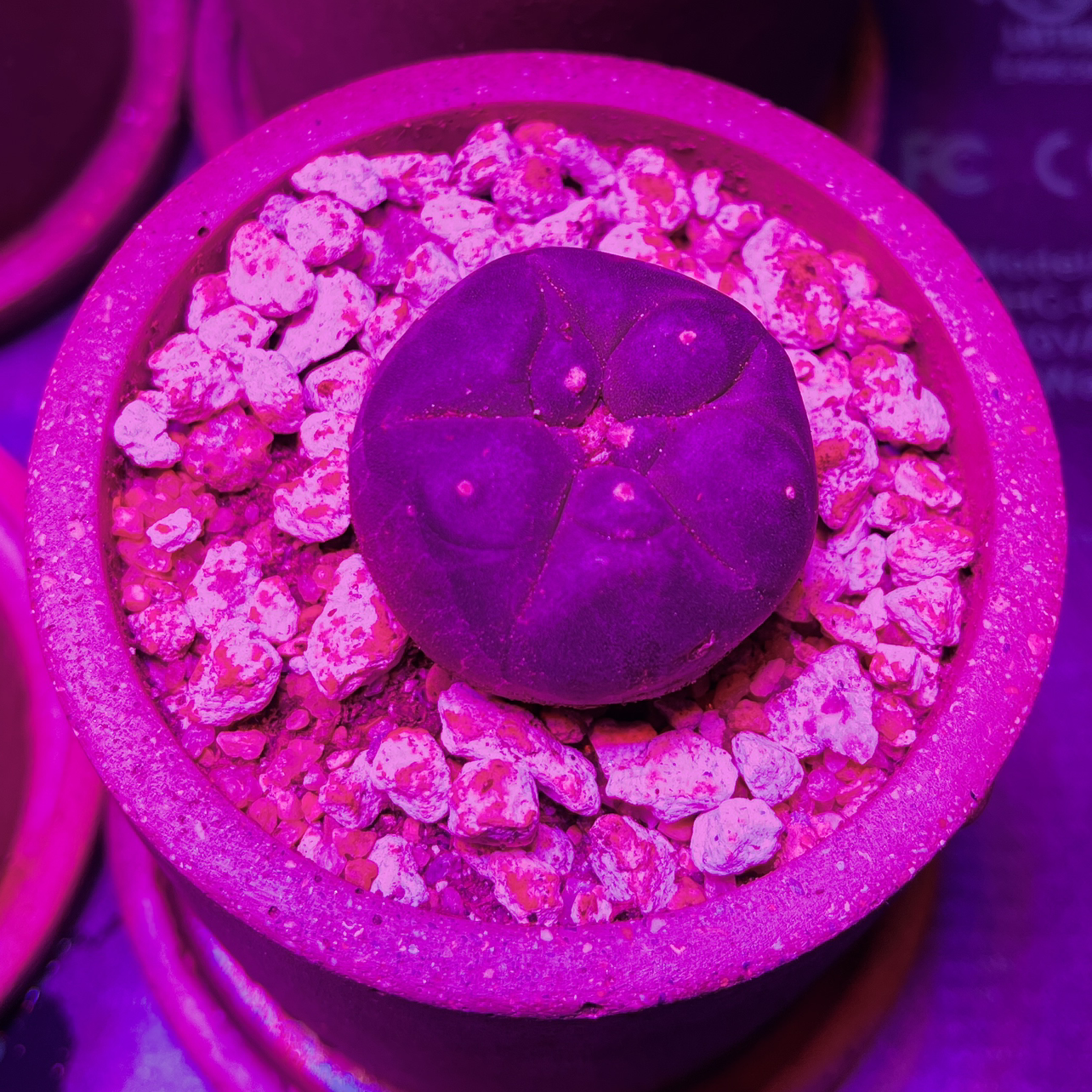 Peyote cactus in a pot under artificial lighting, with visible soil and pebbles.