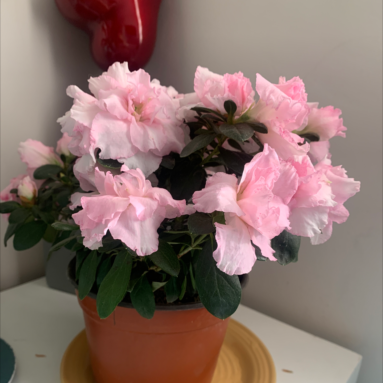 Potted Satsuki Azalea with pink flowers in bloom, healthy green leaves.