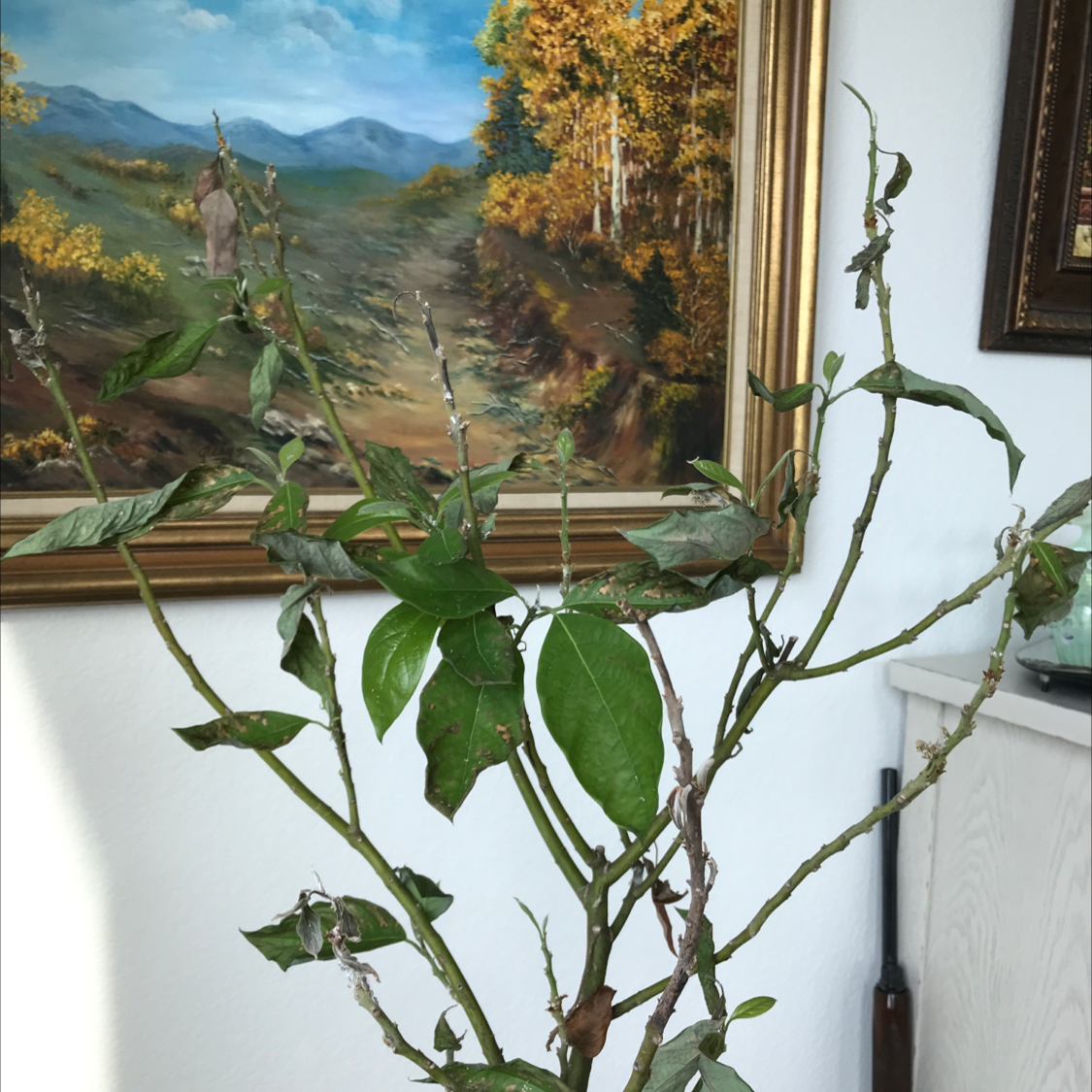 Makrut Lime plant with browning leaves indoors, painting in background.