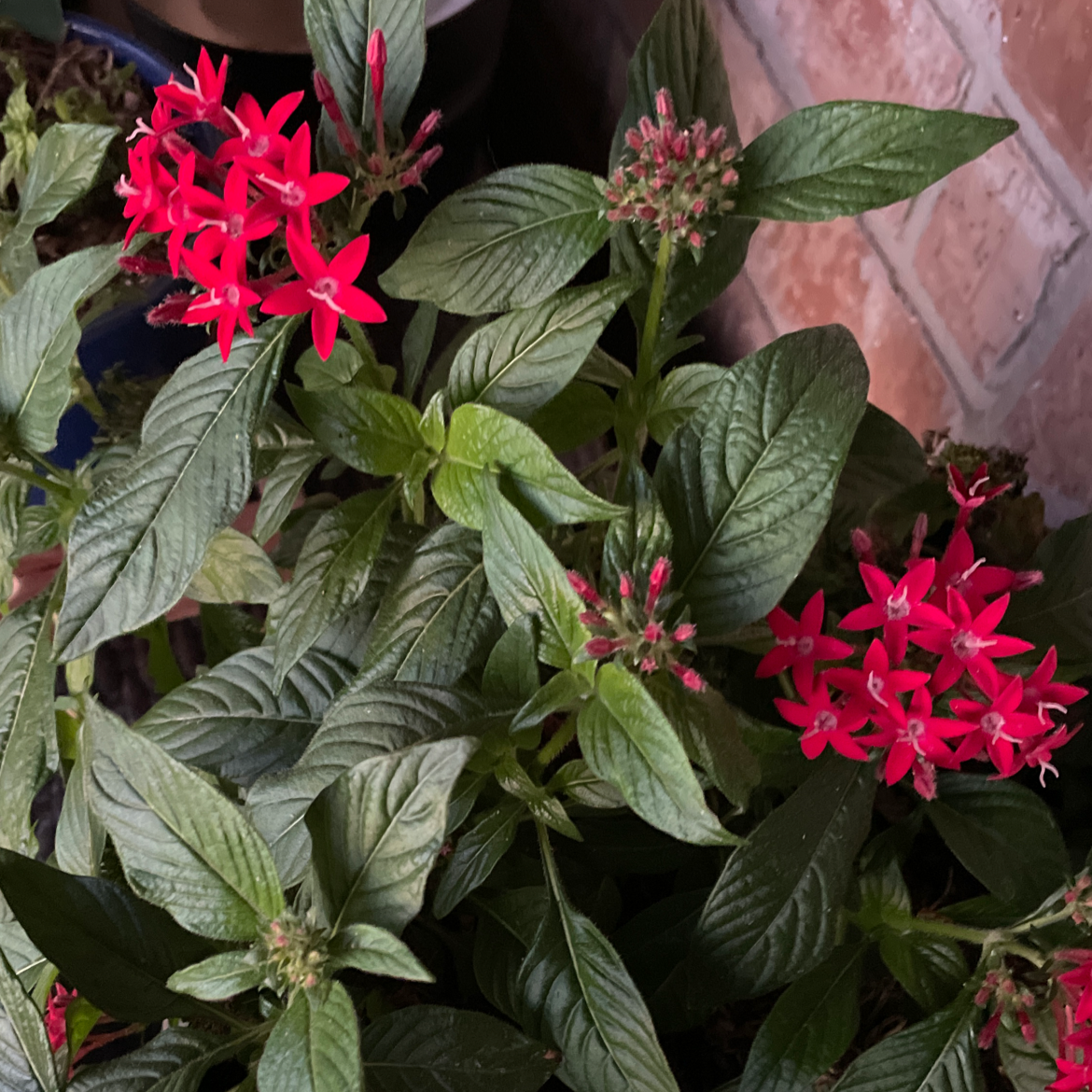 Egyptian Starcluster plant with vibrant red flowers and healthy green leaves.