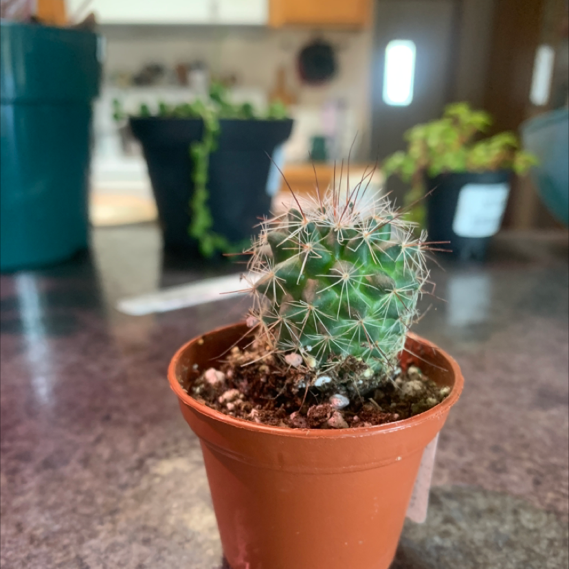 A healthy Pincushion Cactus in a small pot with other plants in the background.