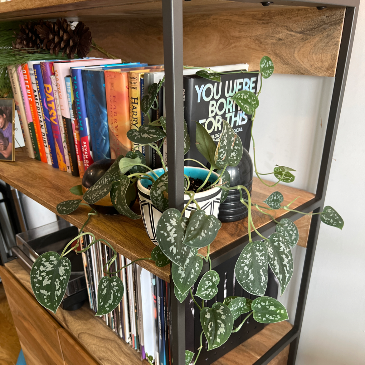 Satin Pothos plant photo by @Andallthatjas named Ethel on Greg, the plant care app.