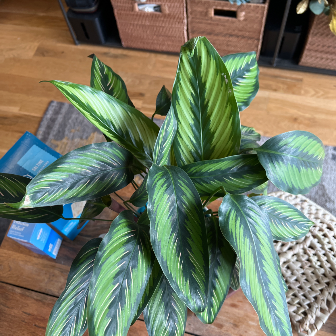 Calathea 'Beauty Star' plant with vibrant green patterned leaves, appears healthy.