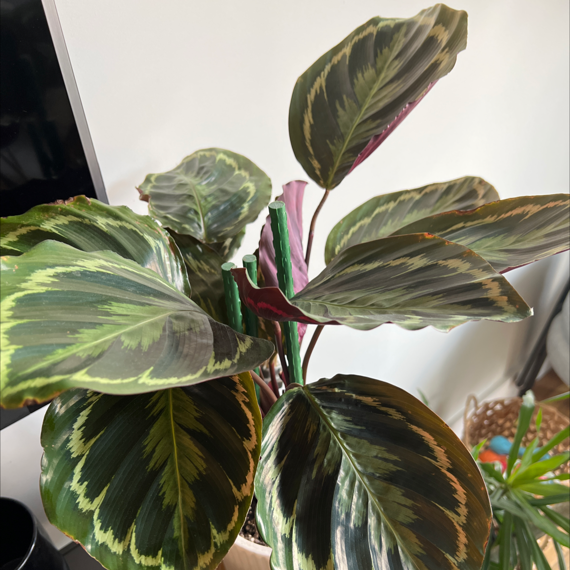 Calathea 'Medallion' plant photo by @Andallthatjas named Felix on Greg, the plant care app.