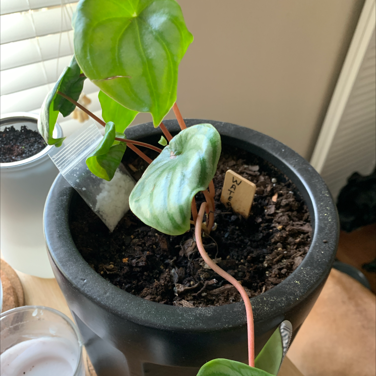Photo of the plant species Peperomia Dwarf Watermelon by Rotimi named Foxxy on Greg, the plant care app