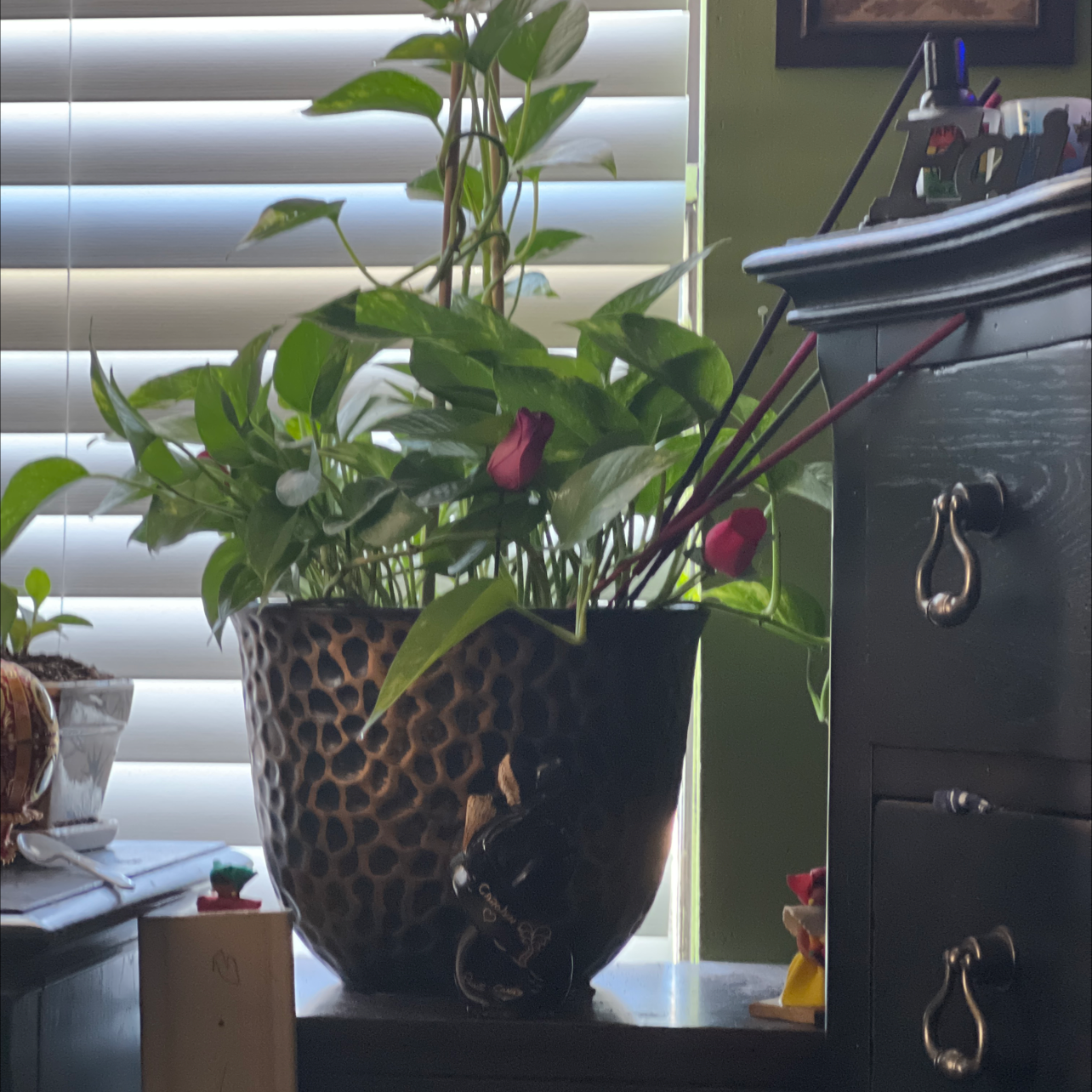 Ivy Arum plant photo by Caroline named Coats on Greg, the plant care app.