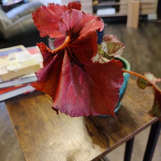 Rex Begonia plant in Little Rock, Arkansas