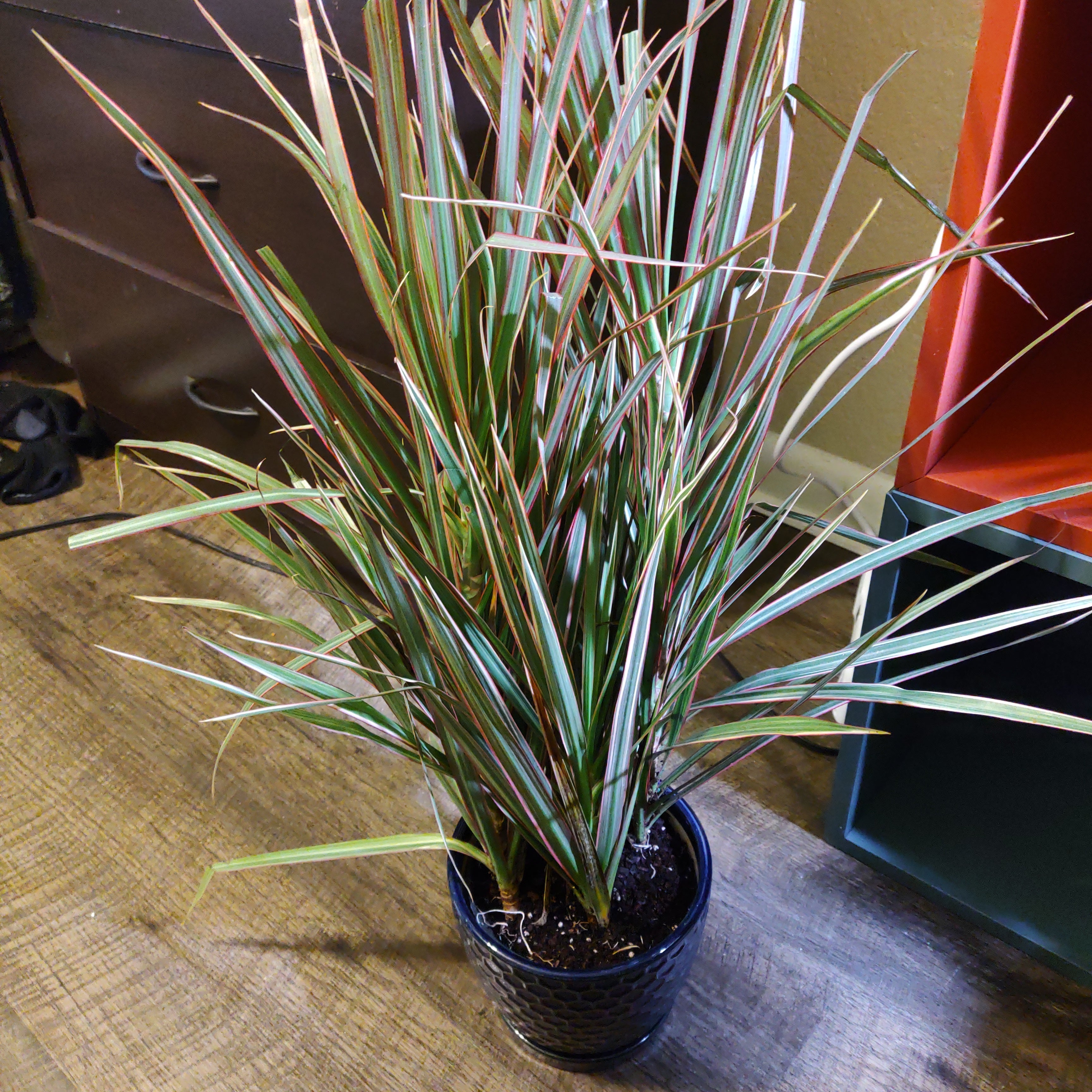 Best Soil Potting Mix for Dracaena marginata 'Bicolor'