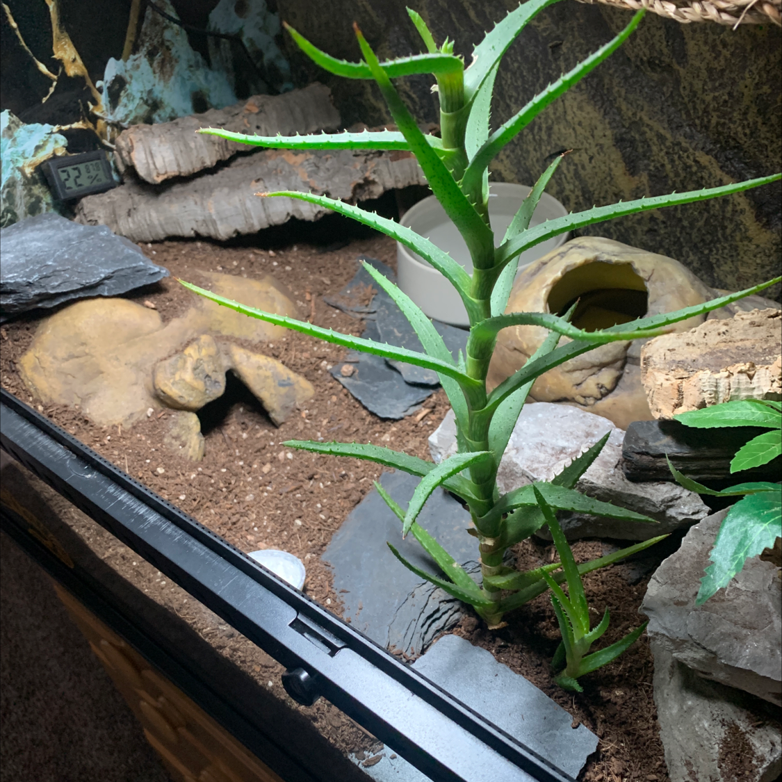 Climbing Aloe plant in a terrarium with visible soil and healthy green leaves.