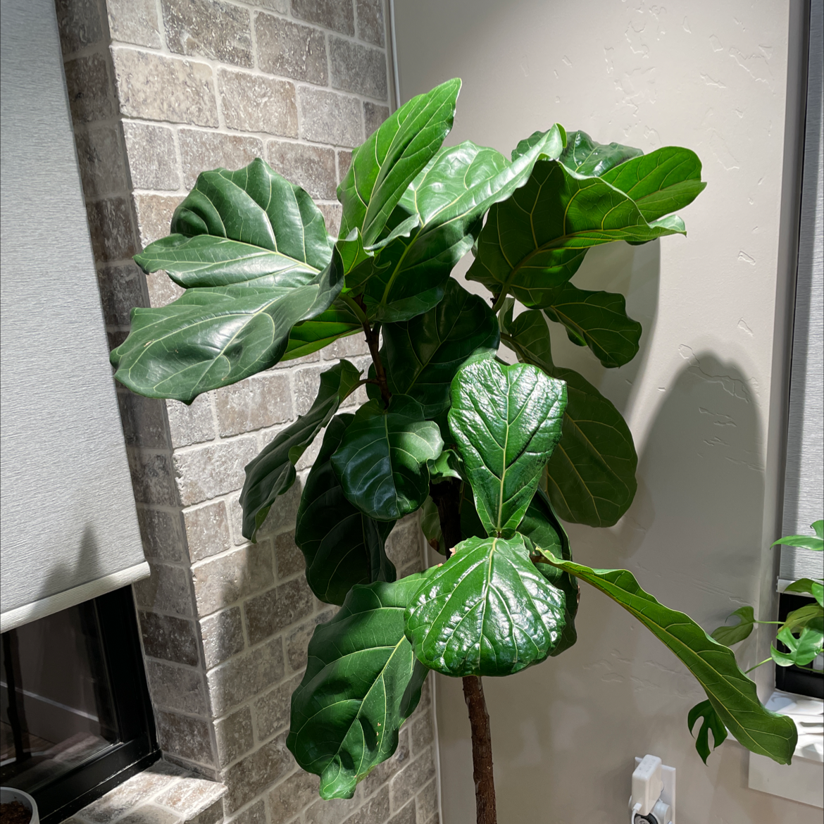 Fiddle Leaf Fig plant photo by @Deadhappypotamus named Lucille on Greg, the plant care app.