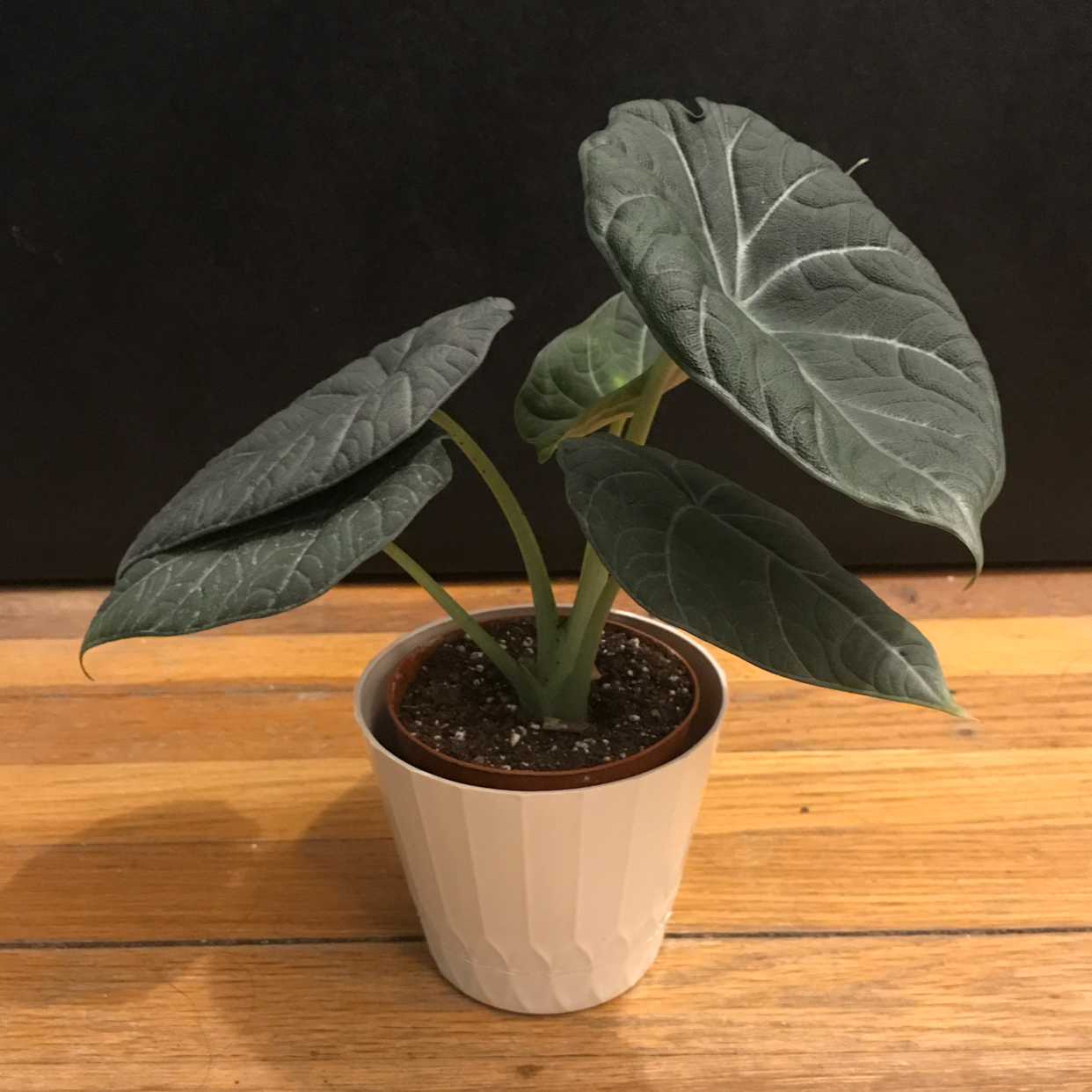 Potted Alocasia 'Maharani' plant with healthy dark green leaves and visible soil.