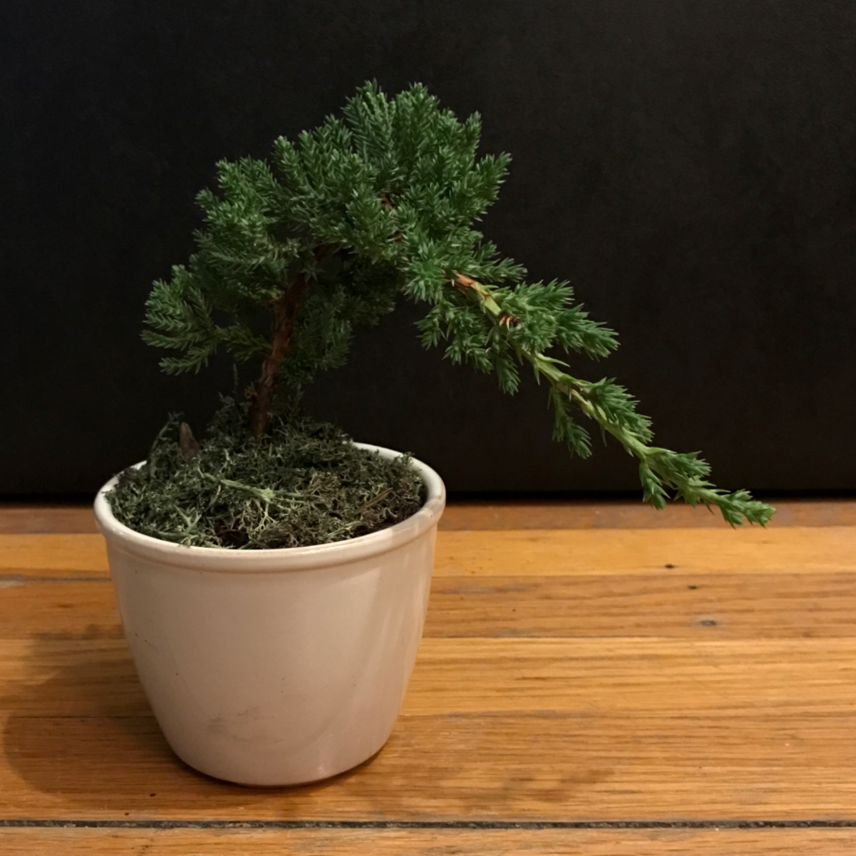 Potted Creeping Juniper plant with green foliage and moss-covered soil.