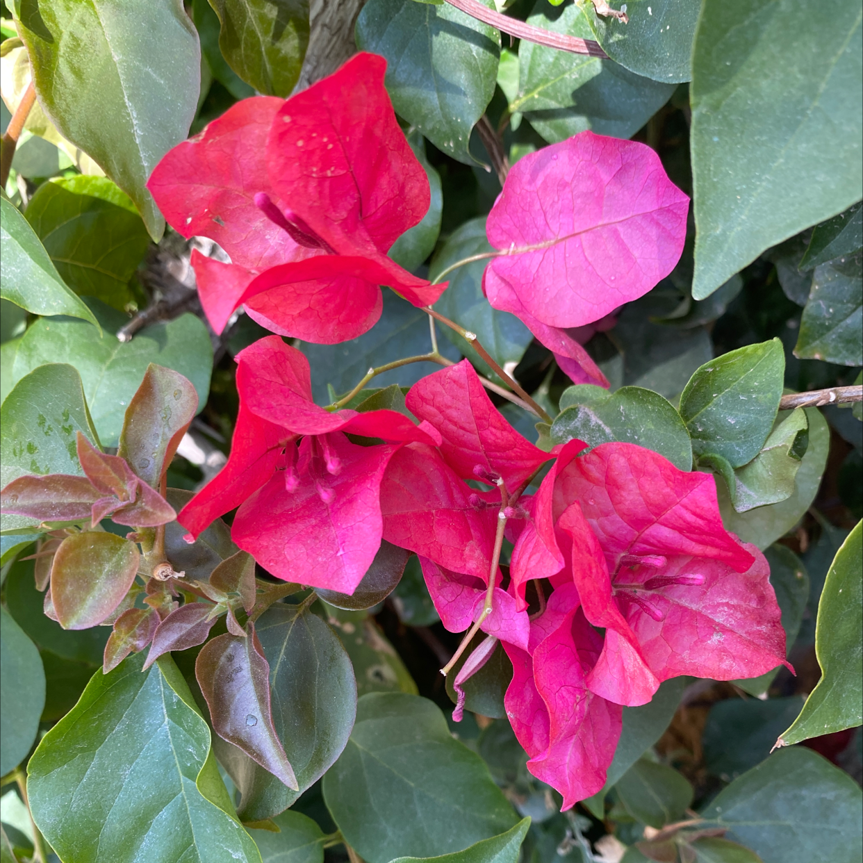 Why Are My Bougainvillea Leaves Curling?