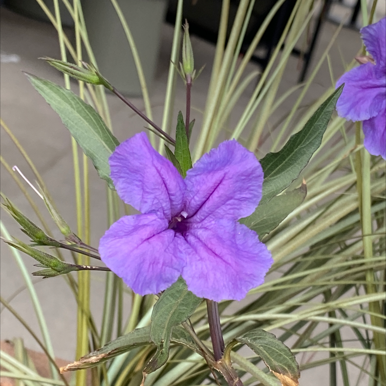 Mexican Bluebell with a prominent purple flower and healthy green leaves.