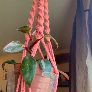 Pink Princess Philodendron plant photo by Txfarmchik named PPP on Greg, the plant care app.