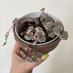 variegated string of hearts plant