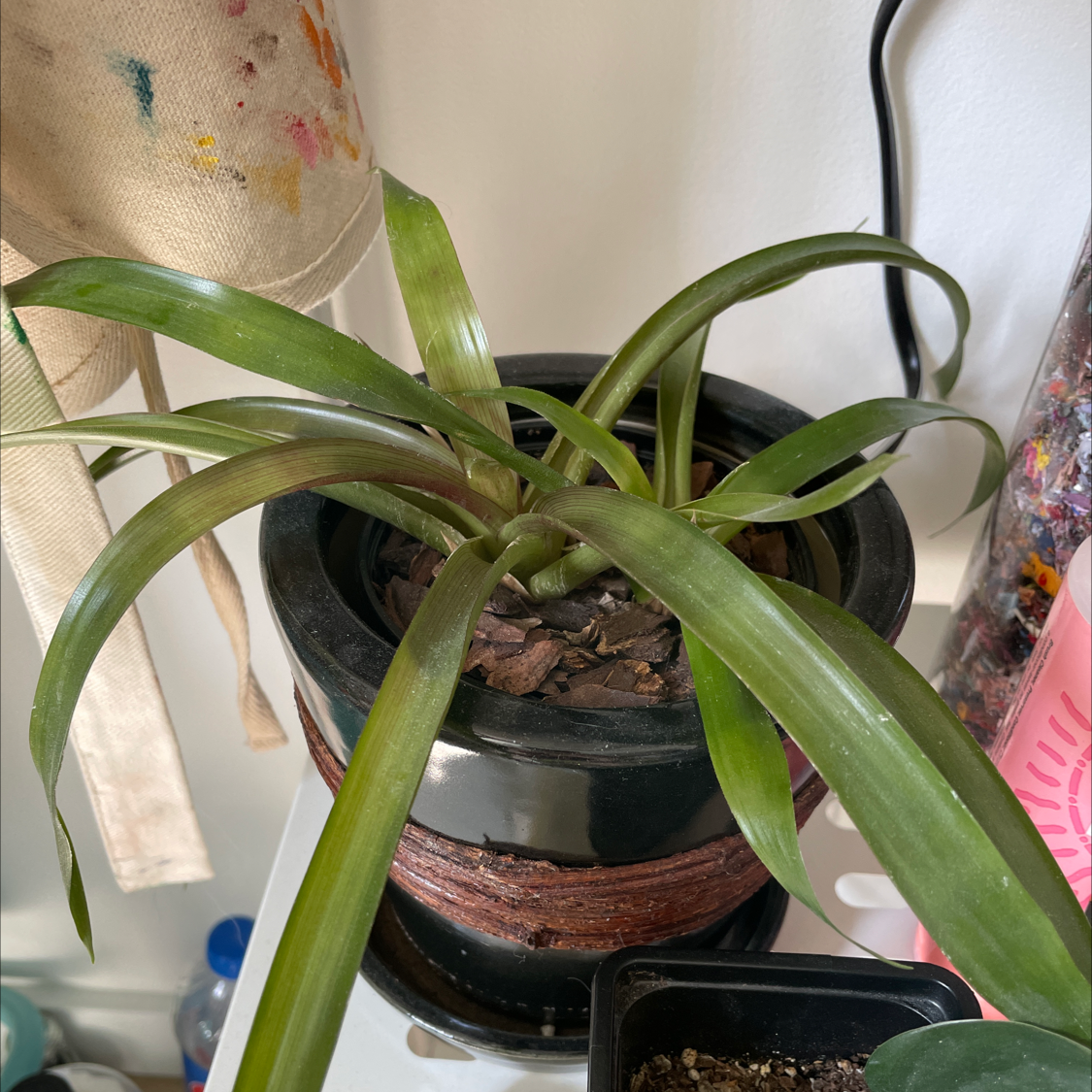 Bromeliad plant in a black pot with green leaves, indoors.