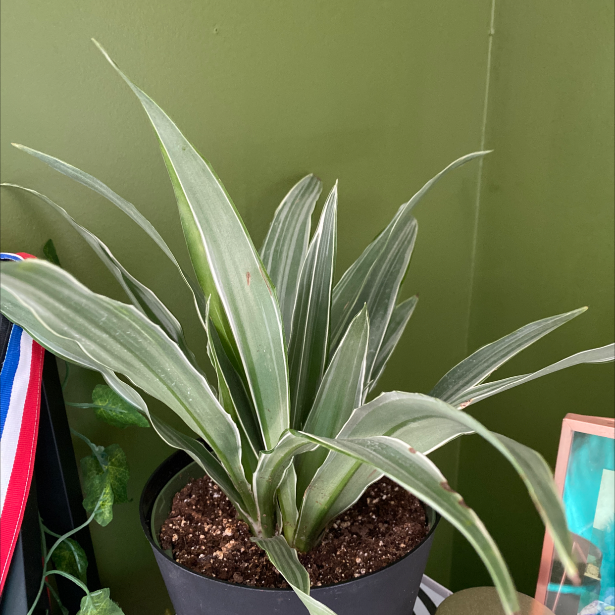 Dracaena 'Warneckii' plant in a pot with visible soil, well-framed and in focus.