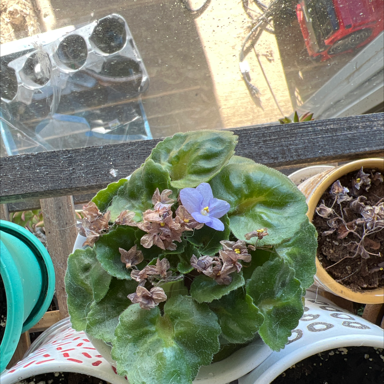 Kenyan Violet plant photo by @laurenbeth99 named Agatha on Greg, the plant care app.