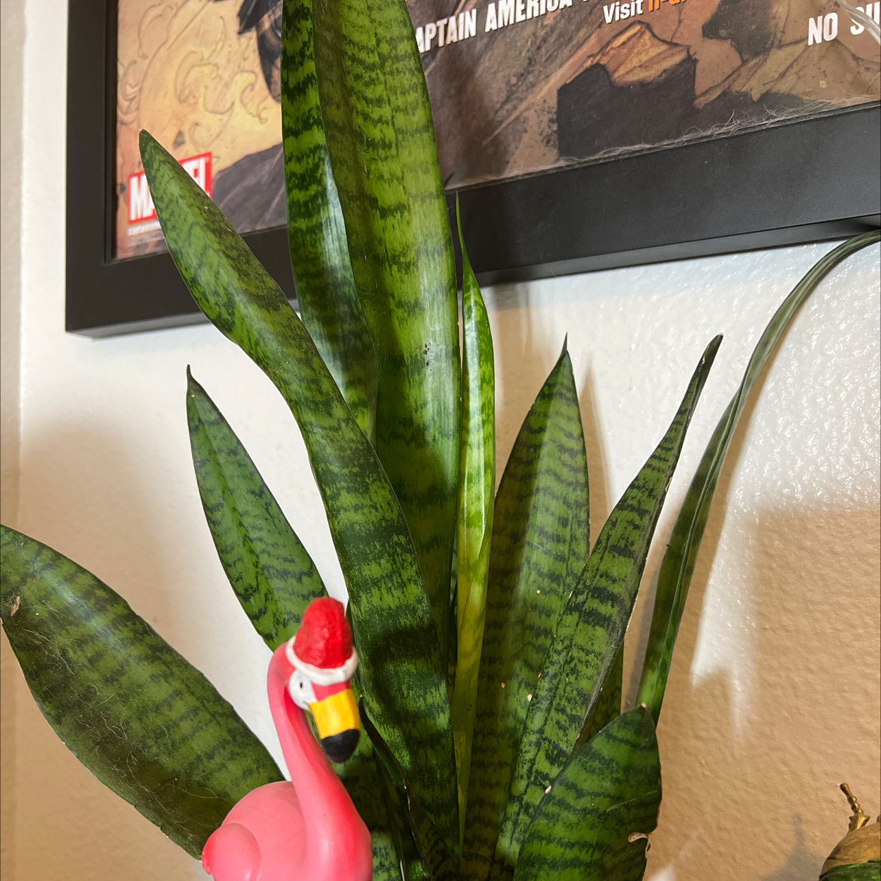 Snake Plant plant photo by @laurenbeth99 named Sharice on Greg, the plant care app.