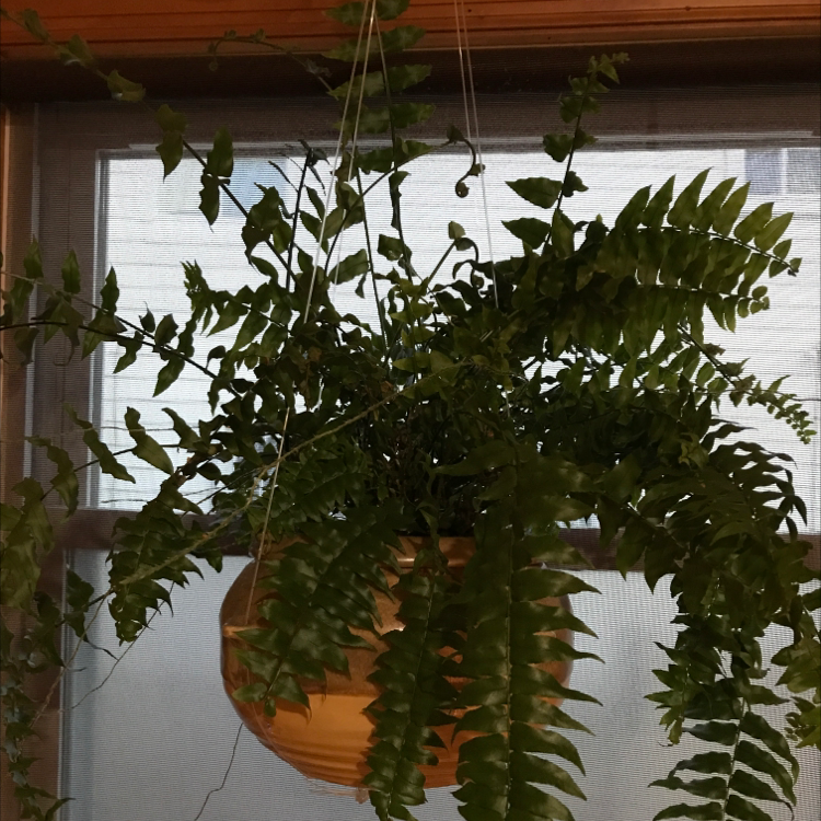 Boston Fern plant photo by Denise named Mr. Ferny Fern on Greg, the plant care app.