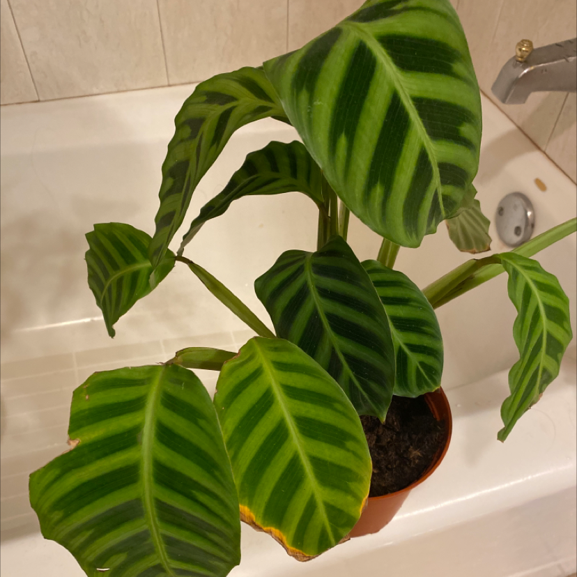 Zebra Calathea plant photo by Amber named Sage on Greg, the plant care app.