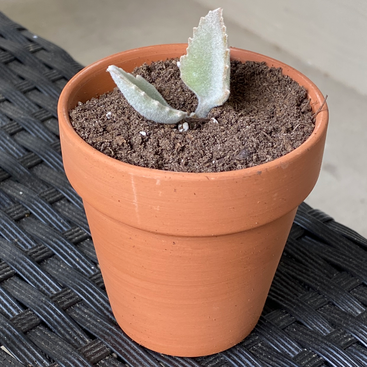 Millot Kalanchoe plant in a terracotta pot with dry soil.