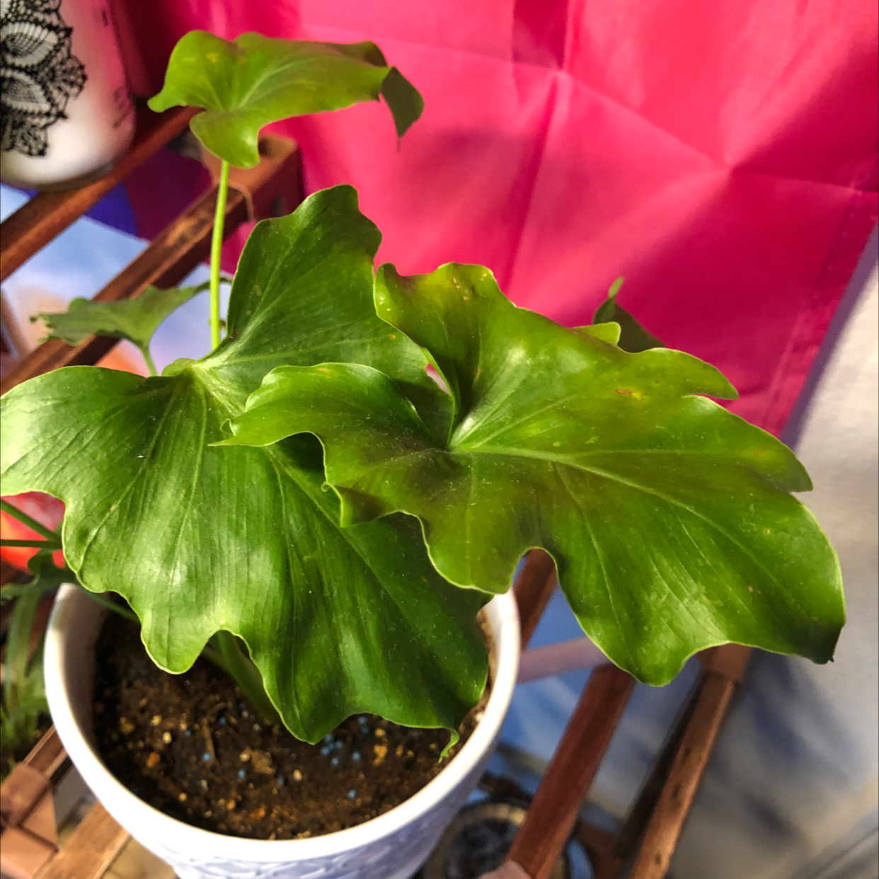 Taro plant photo by @codymichele named Benett on Greg, the plant care app.