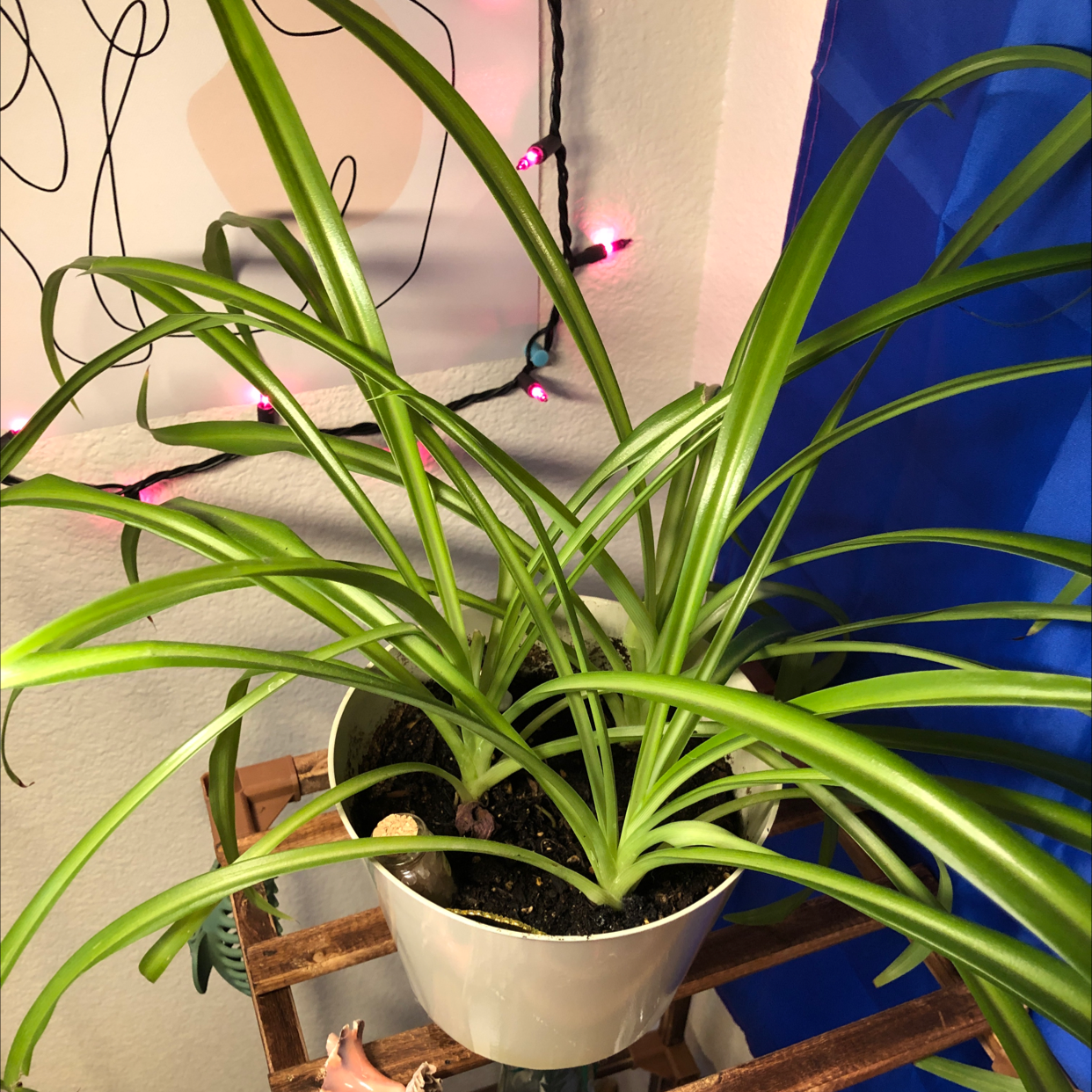 Spider Plant plant photo by @codymichele named Alberto on Greg, the plant care app.