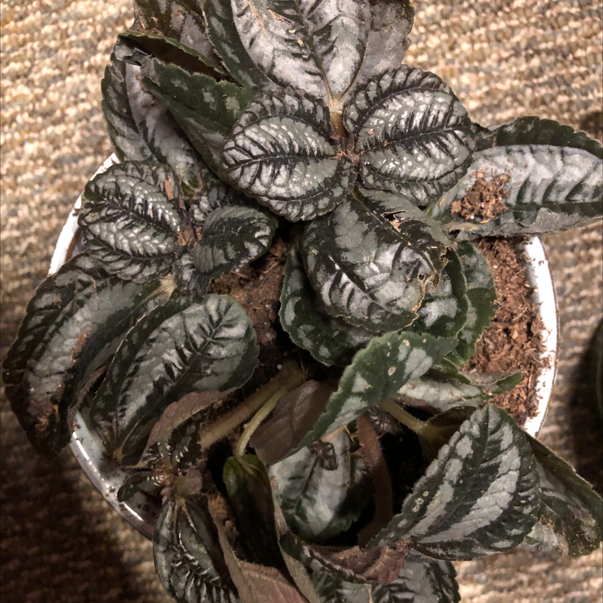 Mawik | A plant by @codymichele on Greg