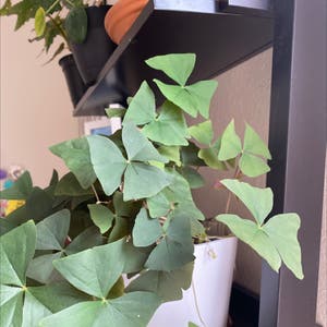 Oxalis Triangularis plant photo by Sara named Clover on Greg, the plant care app.